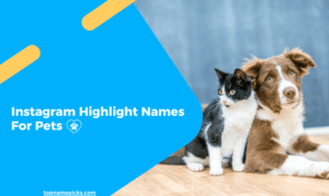Instagram Highlight Names For Pets