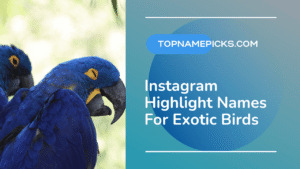 Instagram Highlight Names For Exotic Birds