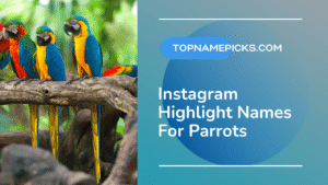 Instagram Highlight Names For Parrots